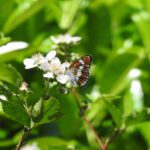 Een vlindergraf of kindergraf in de natuur