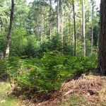 Wat is natuurbegraven?
