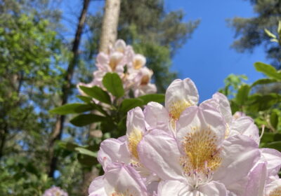 natuurbegraven
