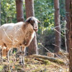 Schapen op het Schapenmeer