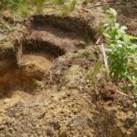 Cremeren en natuurbegraven