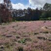 natuurbeheer